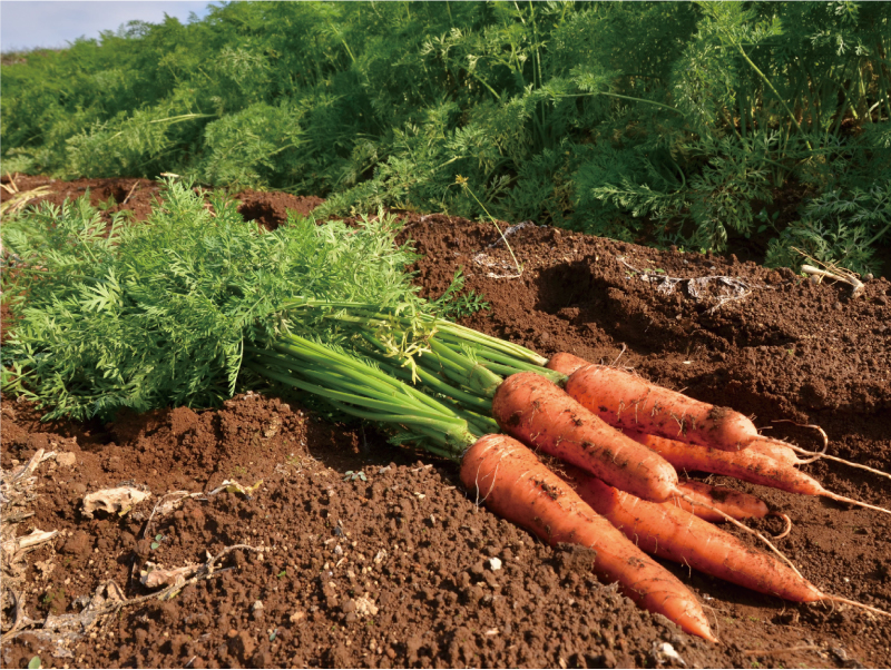 Mishima Carrots