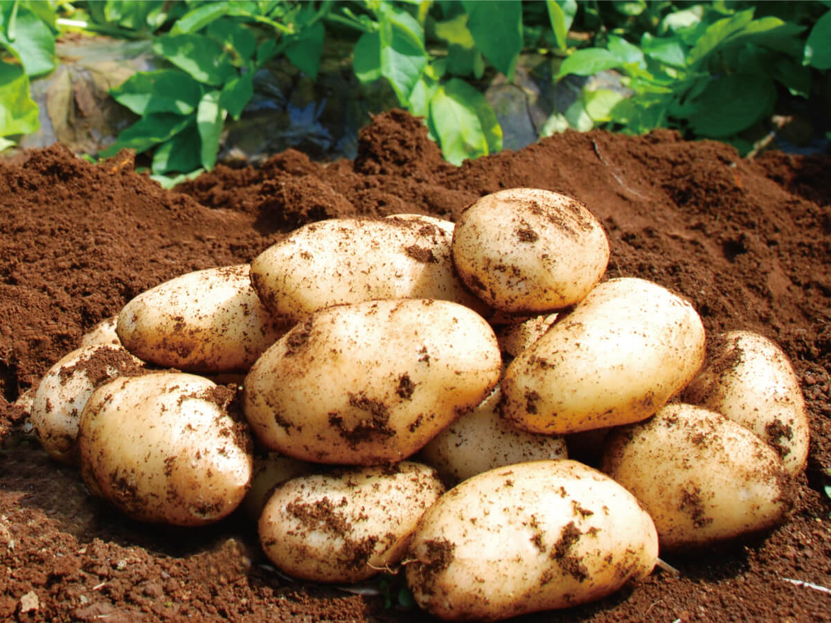Mishima Bareisho Potatoes