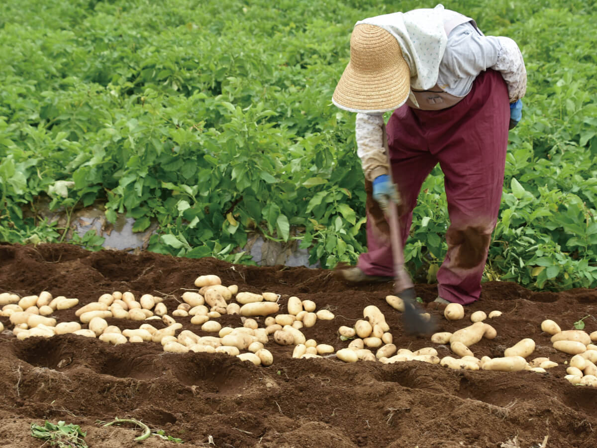 Each potato carefully harvested by hand.