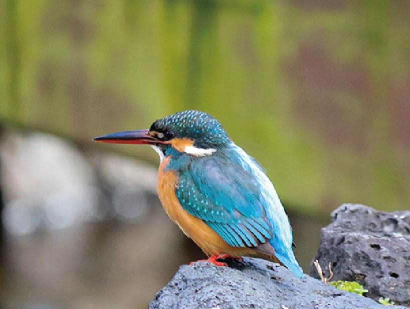 Kingfisher